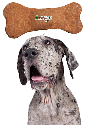 large_dog