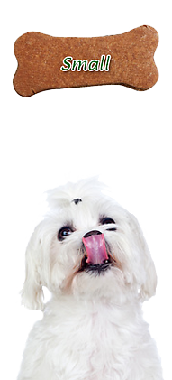 small_dog