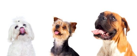 Differents dogs looking up
